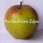 apple umbrian eden copy