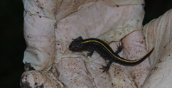 salamander salamander