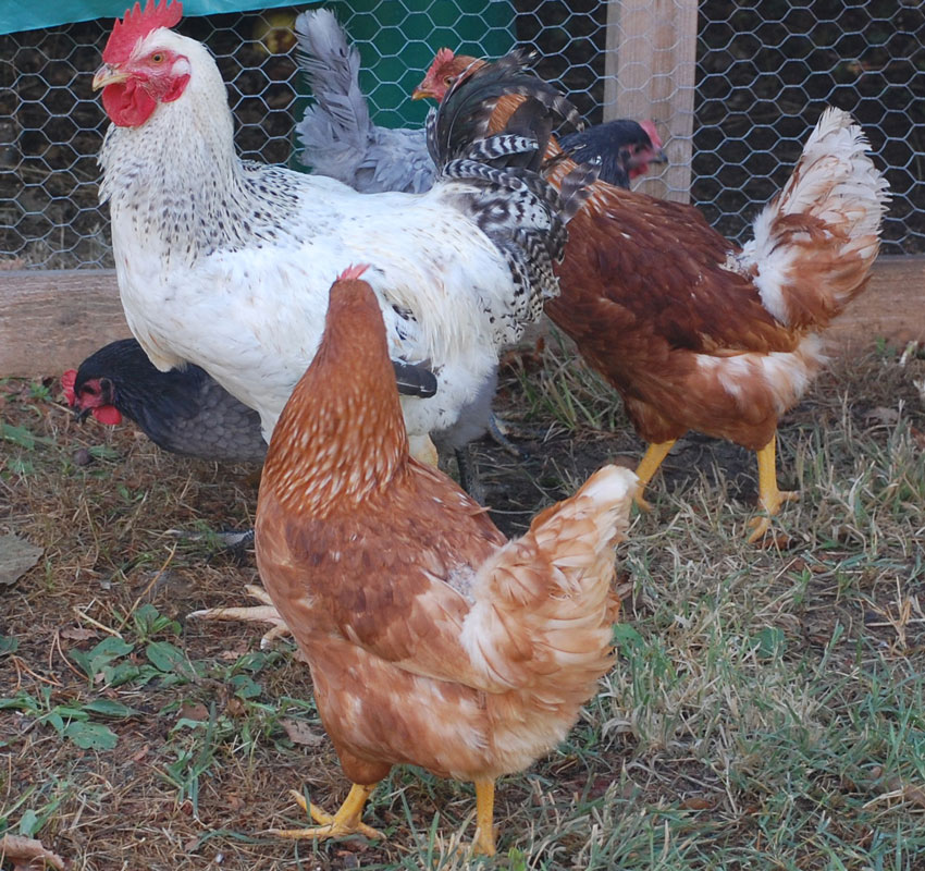 chickens chickens