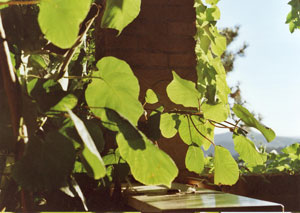 kiwi-leaves-2 kiwi-leaves-2