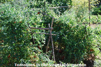 tomatoes tomatoes