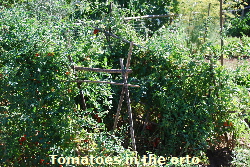 tomatoes tomatoes