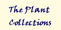 The Plant
Collections